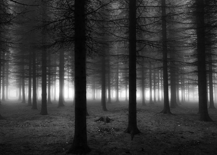 Canvastavla - Black Forest