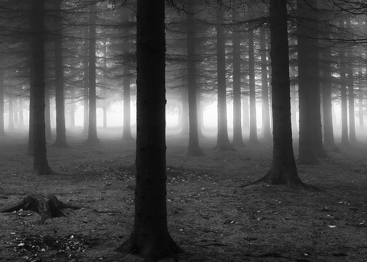 Ljuddämpande tavla - Black Forest