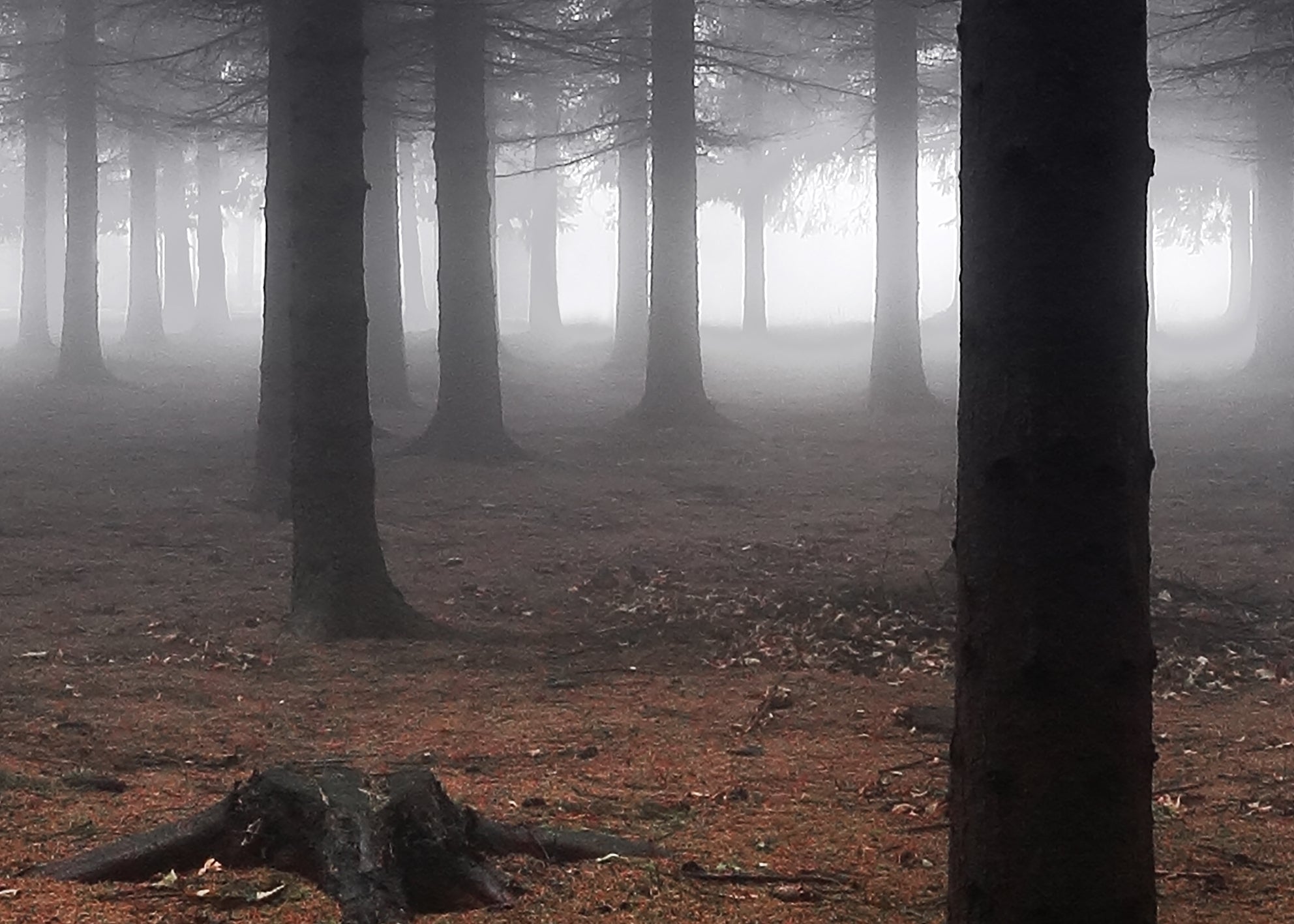 Canvastavla - Dark forest