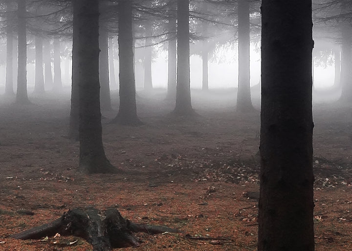 Ljuddämpande tavla - Skog Tavlor i delar