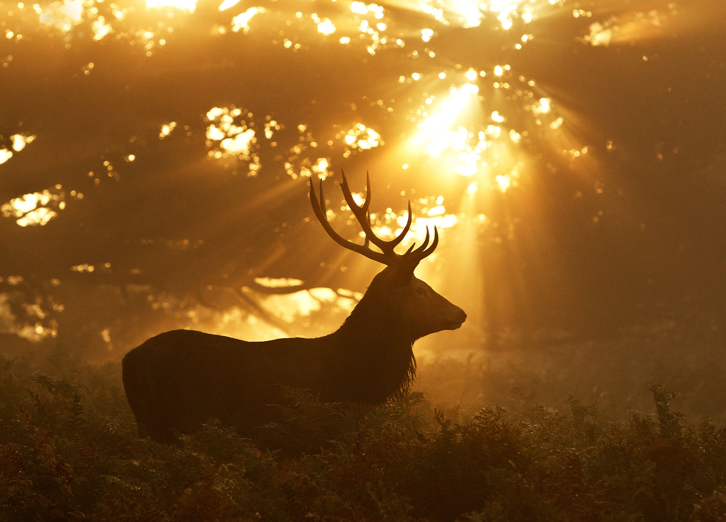 Canvastavla - Red Stag, The king of the forest