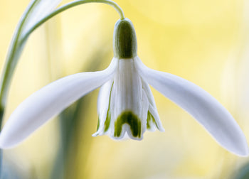 Canvastavla - Snowdrop