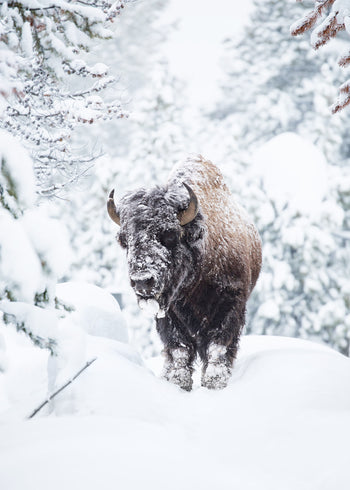 Canvastavla - Yellowstone