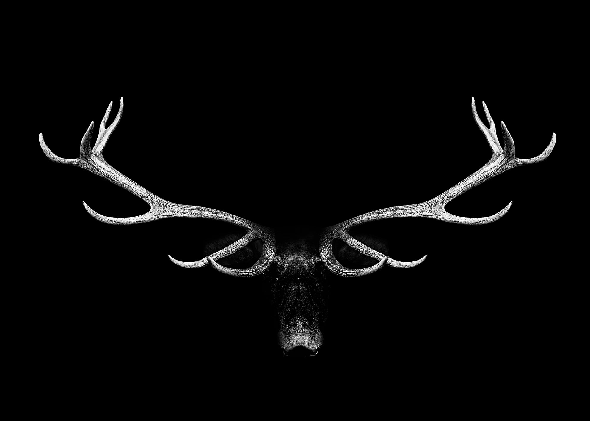 Canvastavla - Wildlife