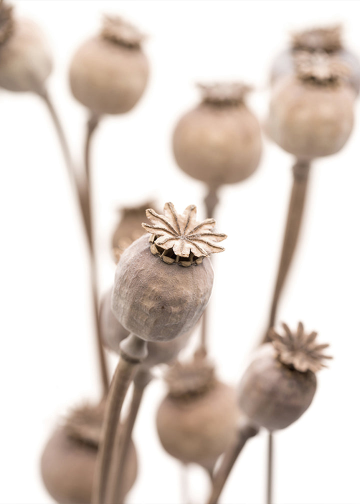 Juliste - Dry poppy