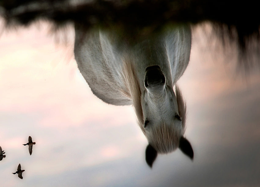Tavla - Upside Down
