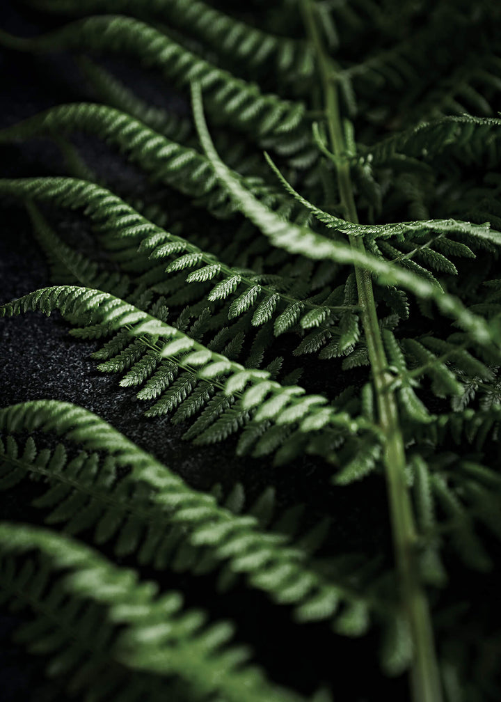 Canvastavla - Green fern