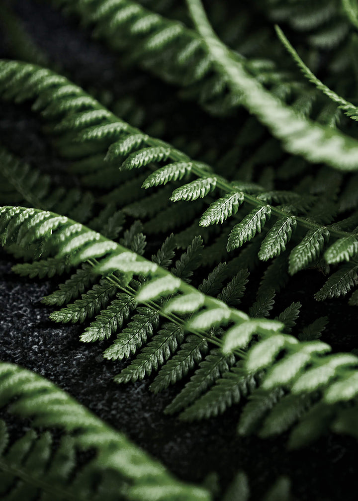 Canvastavla - Green fern
