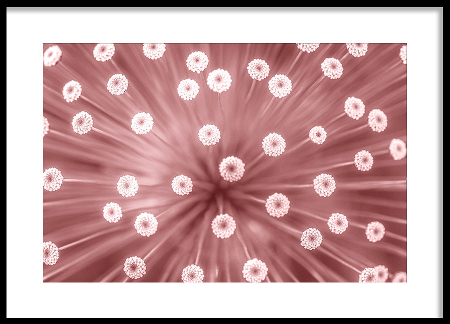Poster - Aphaca