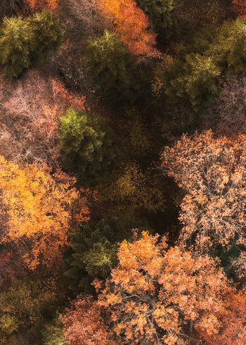 Canvastavla - Fall's Canvas