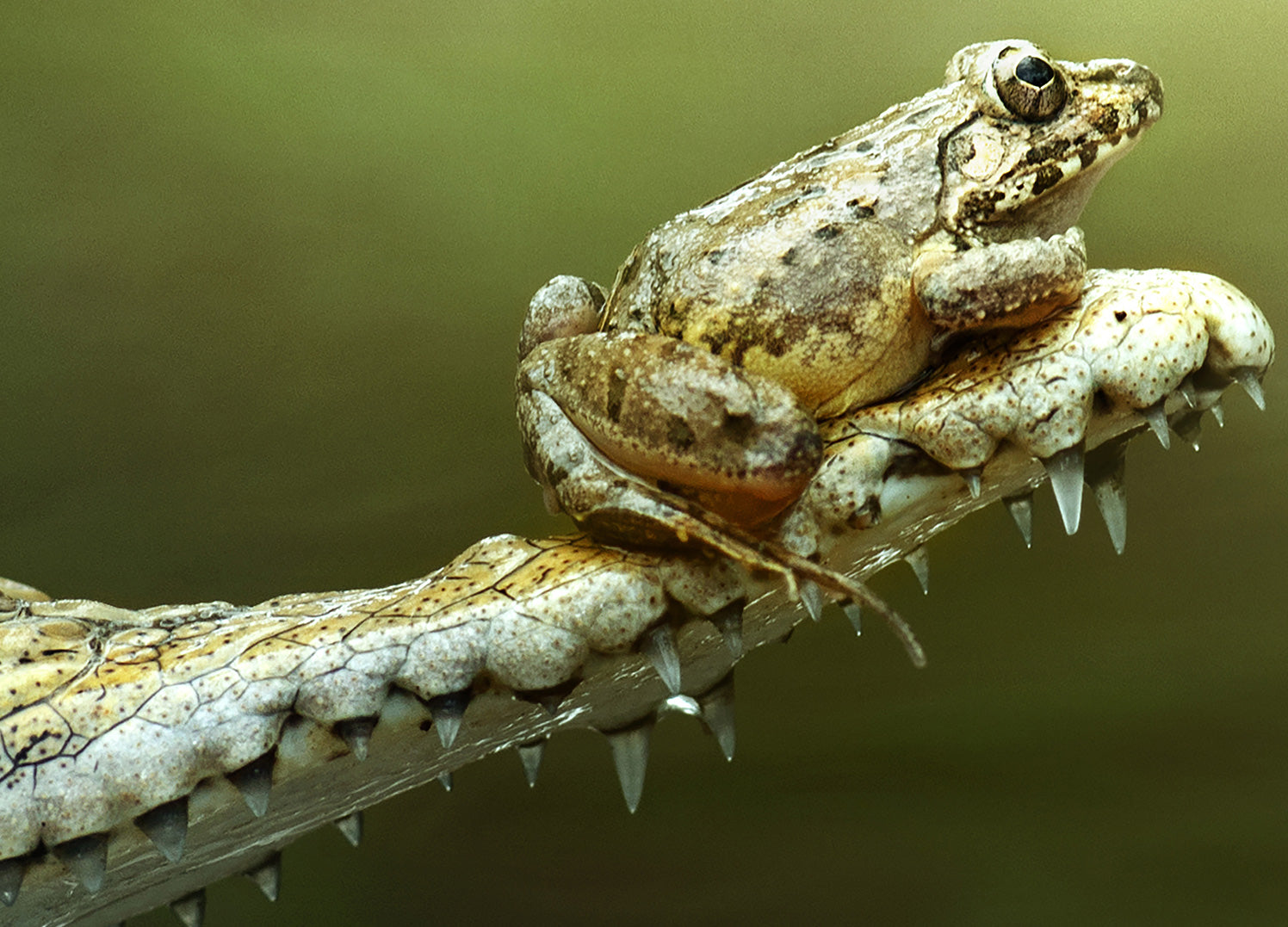 Canvastavla - Frog And The Beast