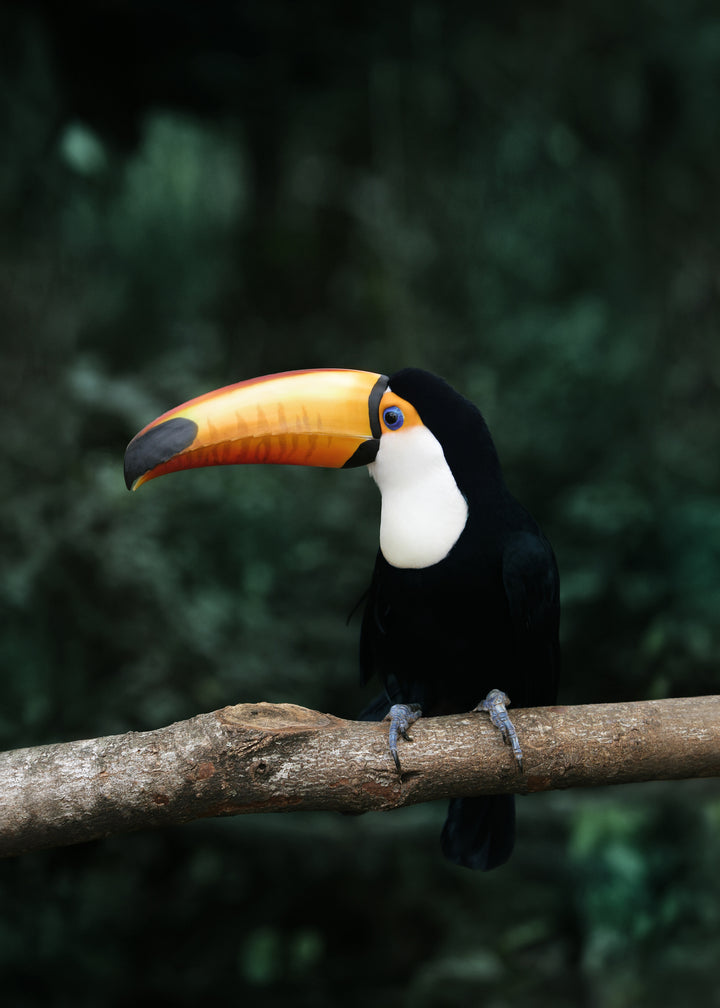 Canvastavla - Toucan