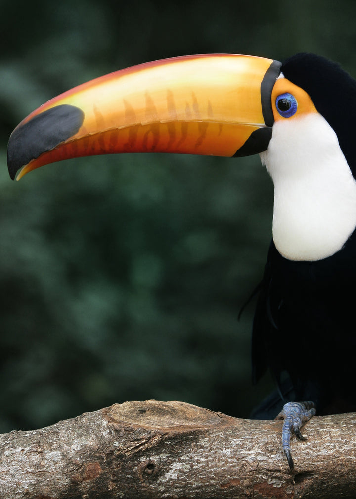 Canvastavla - Toucan