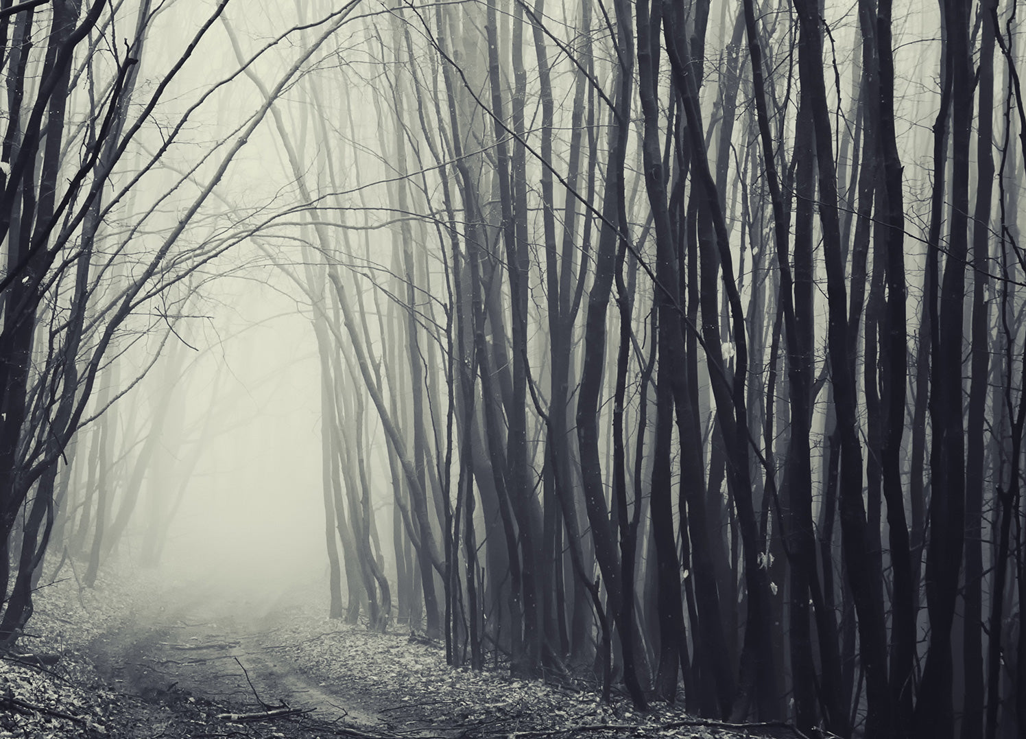 Canvastavla - Black Forest