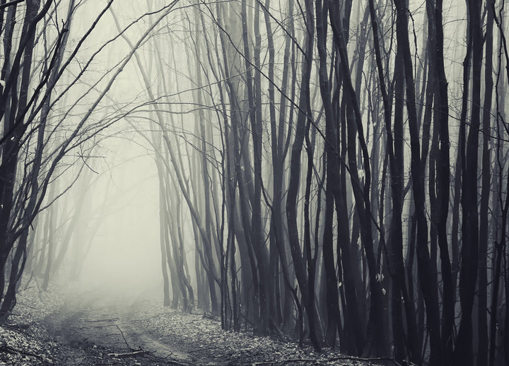 Canvastavla - Black Forest