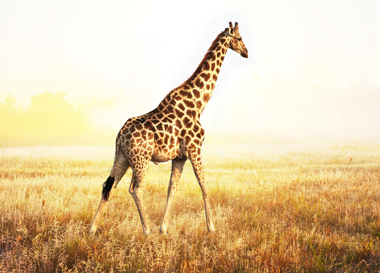 Ljuddämpande tavla - Walking alone - Giraff