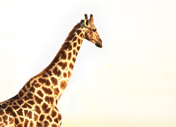 Ljuddämpande tavla - Walking alone - Giraff