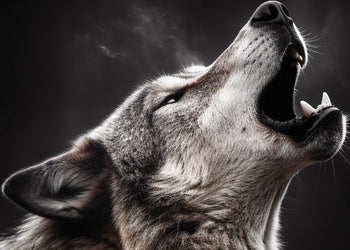 Canvastavla - Howl