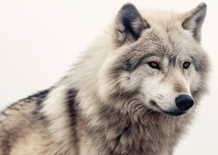 Canvastaulu - Grey Wolf