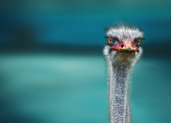 Canvastavla - Ostrich