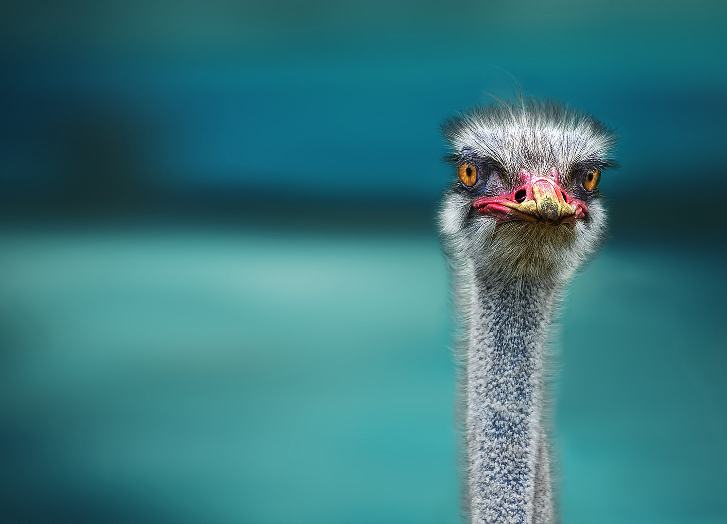 Canvastavla - Ostrich