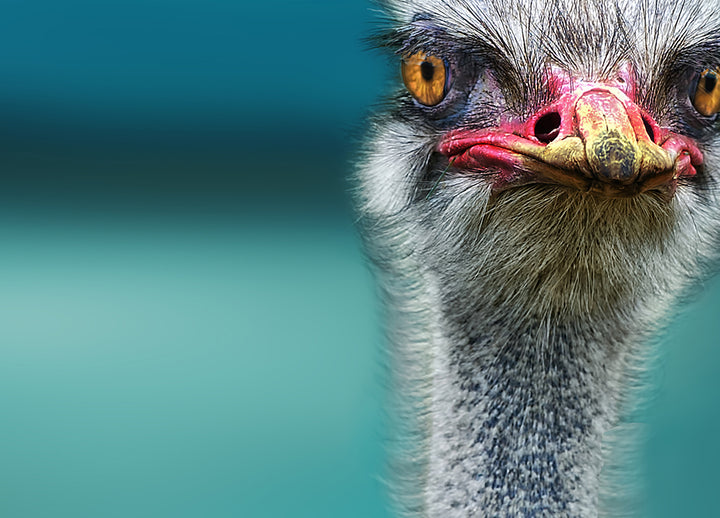 Canvastavla - Ostrich