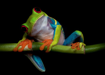 Canvastavla - Froggy