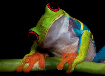 Canvastavla - Froggy