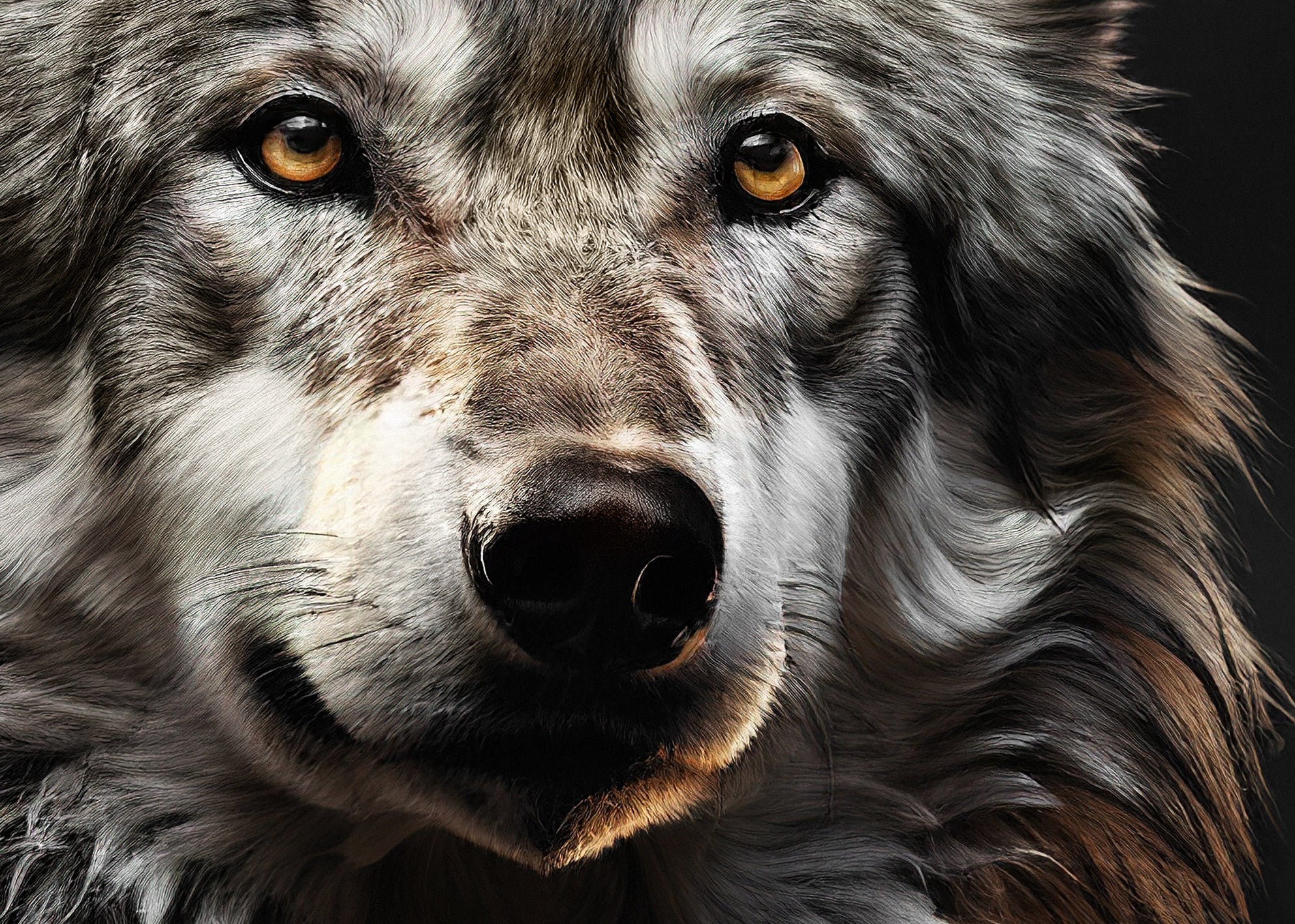 Ljuddämpande tavla - Wolf Gaze