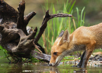 Canvastavla - The wood fox