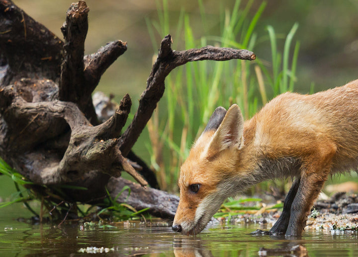 Canvastavla - The wood fox