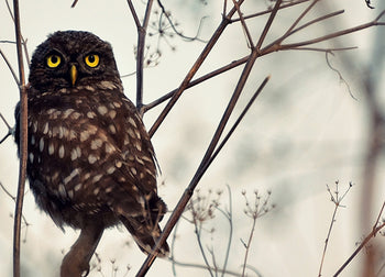Canvastavla - Owl