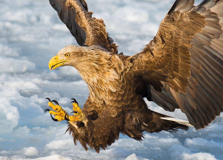 Canvastavla - Golden eagle