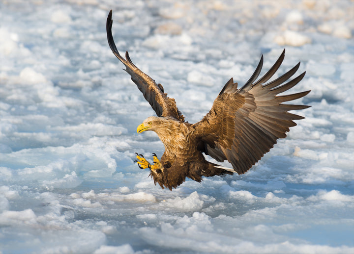 Canvastavla - Golden eagle