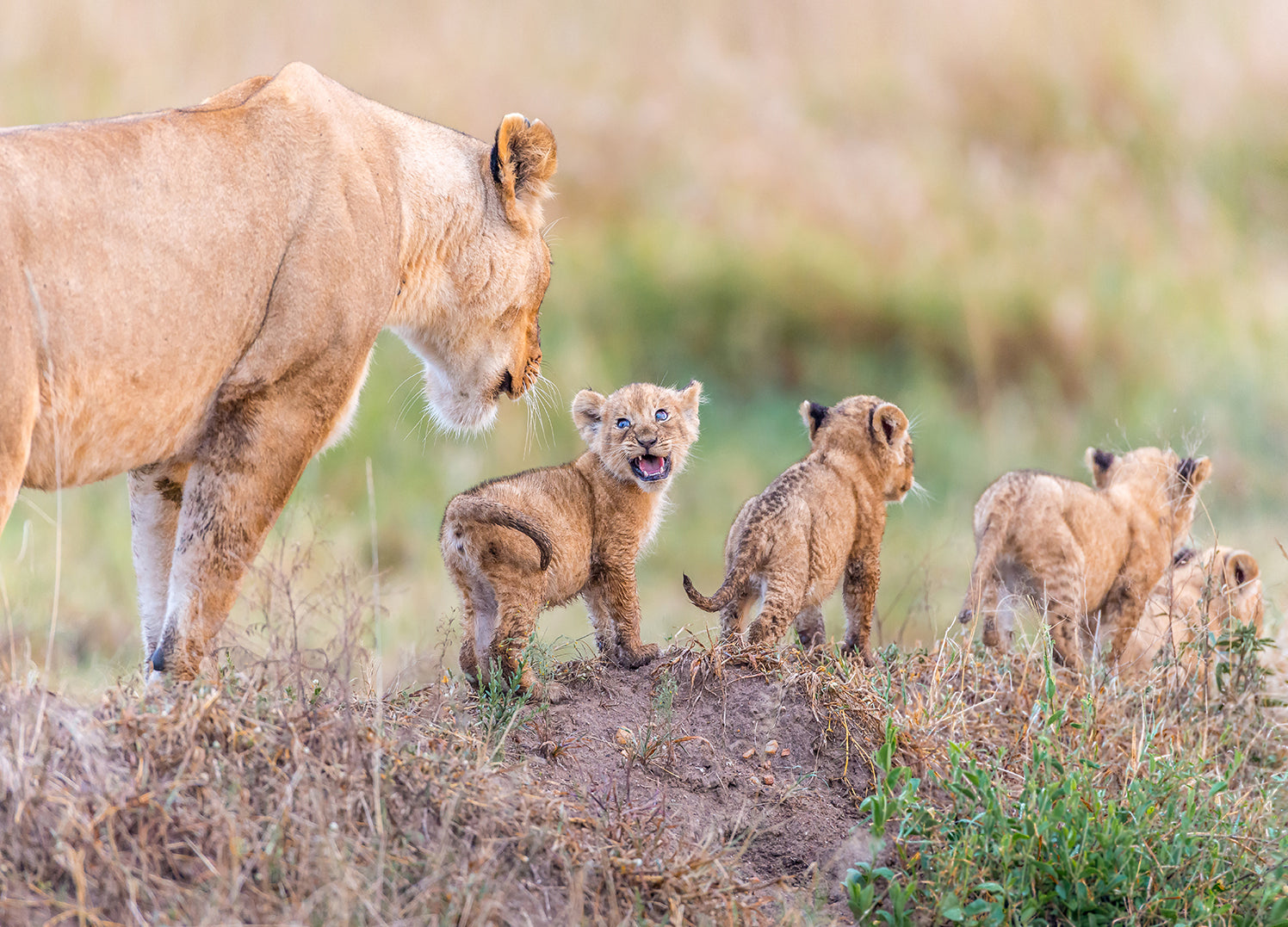 Canvastavla - Lion cubs
