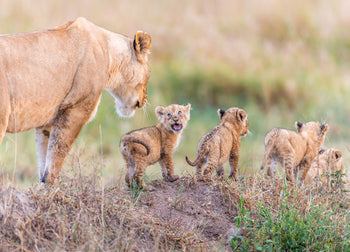 Canvastavla - Lion cubs