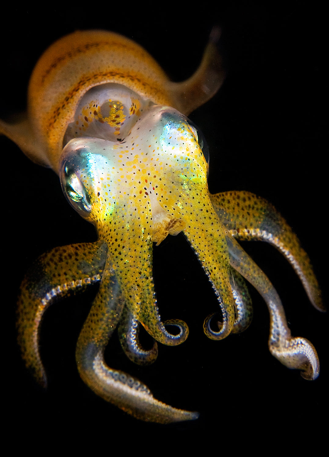 Canvastavla - Jellyfish