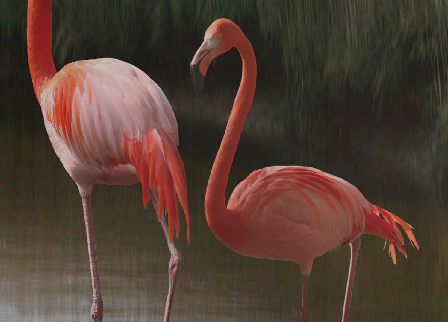 Canvastavla - Flamingo