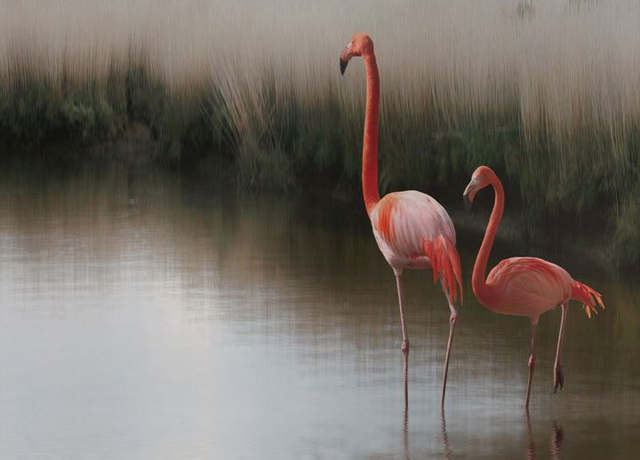 Canvastavla - Flamingo