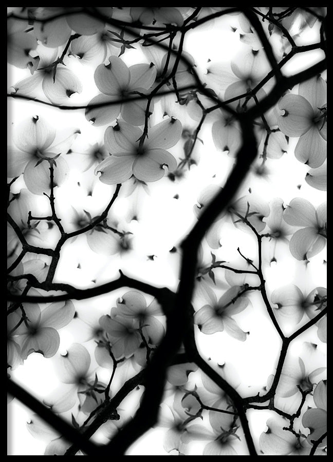 Poster - Magic Cherry