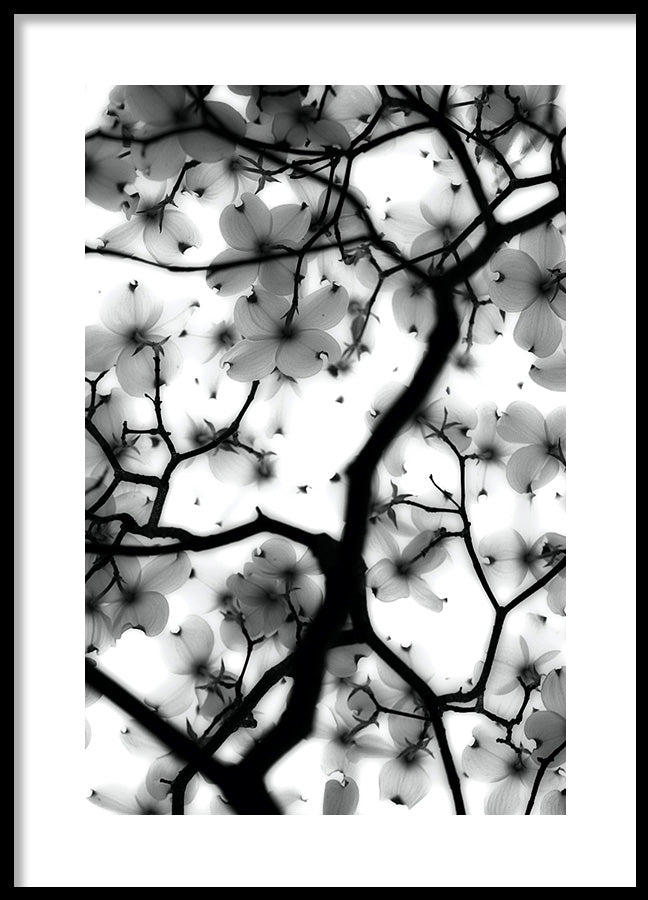 Poster - Magic Cherry