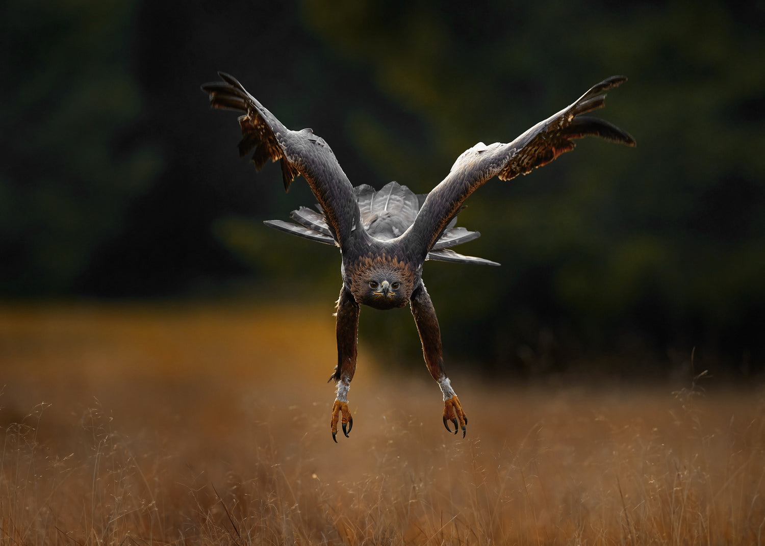 Canvastavla - Wings of Power