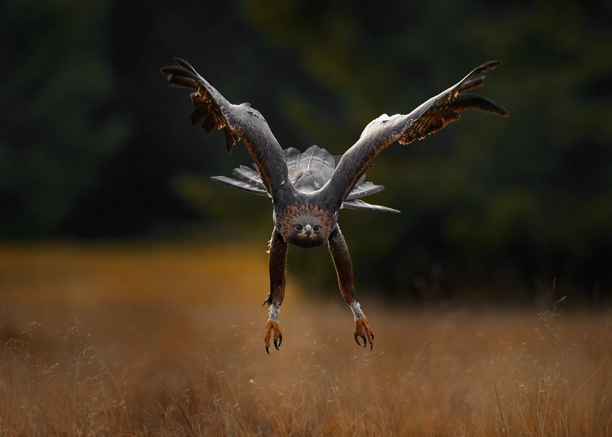 Canvastavla - Wings of Power