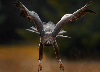 Canvastavla - Wings of Power