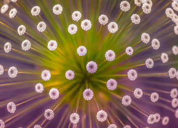 Canvastavla - Life