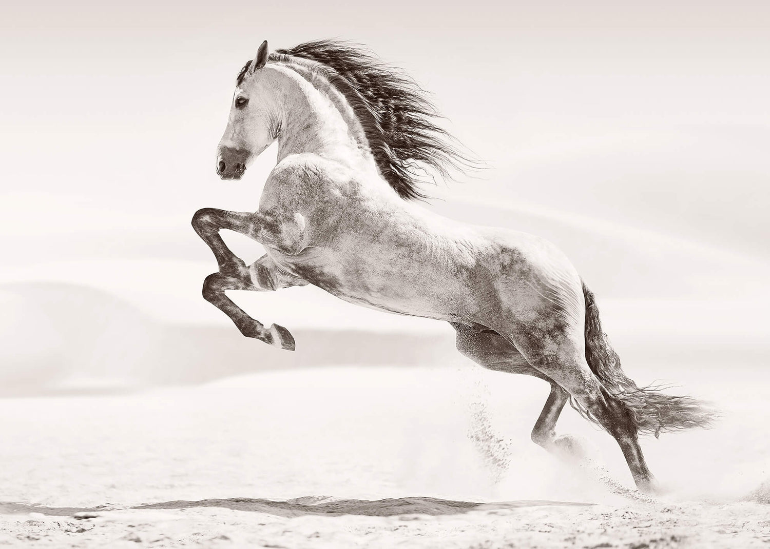 Canvastavla - Desert horse