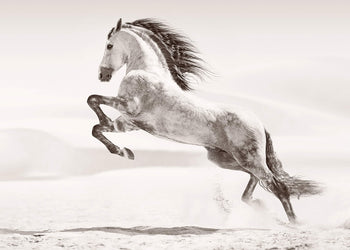 Canvastavla - Desert horse