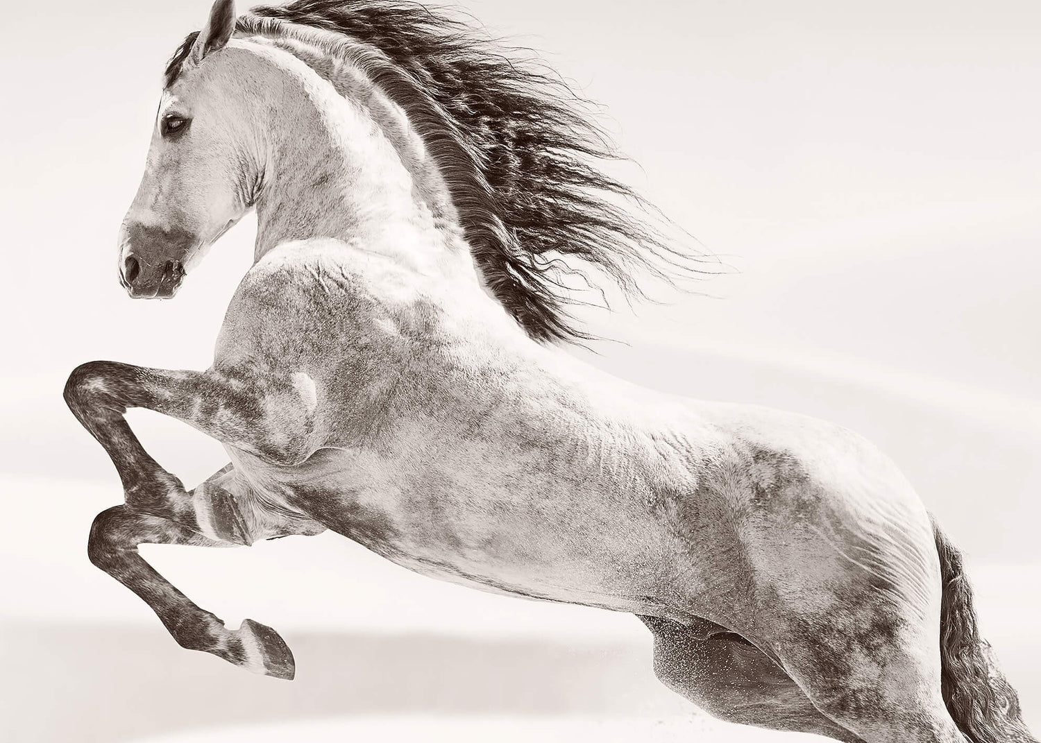 Canvastavla - Desert horse