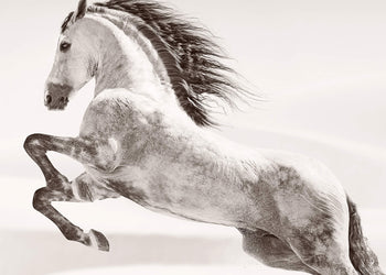 Canvastavla - Desert horse