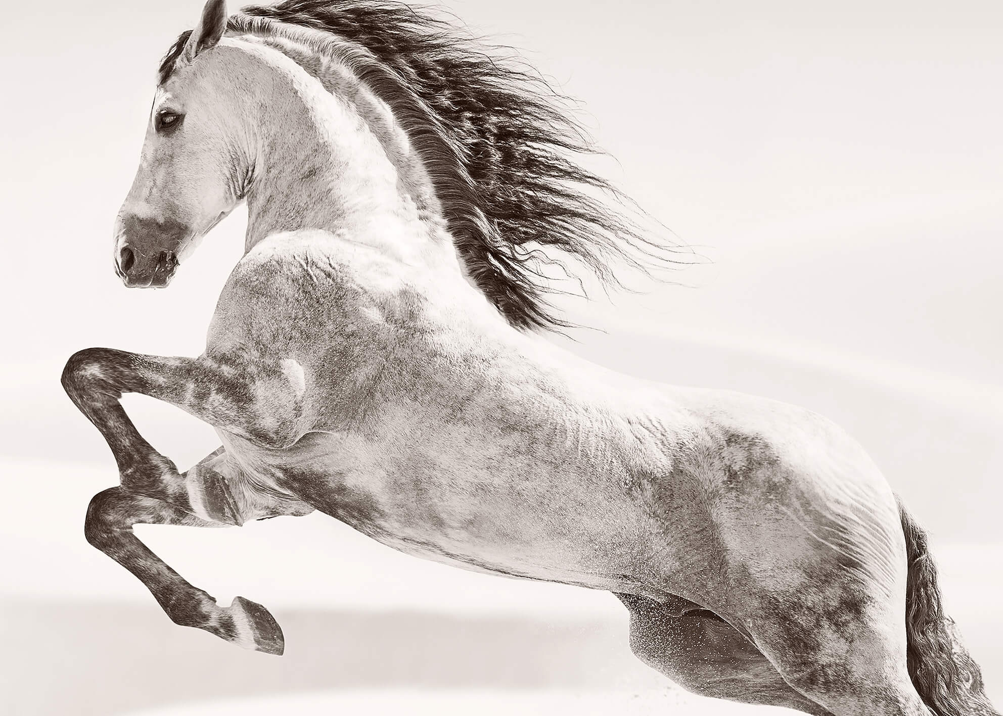 Canvastavla - Desert horse